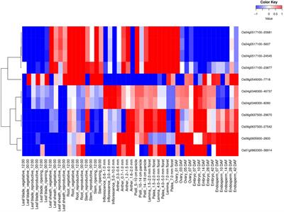 Global Integrated Genomic and Transcriptomic Analyses of MYB Transcription Factor Superfamily in C3 Model Plant Oryza sativa (L.) Unravel Potential Candidates Involved in Abiotic Stress Signaling